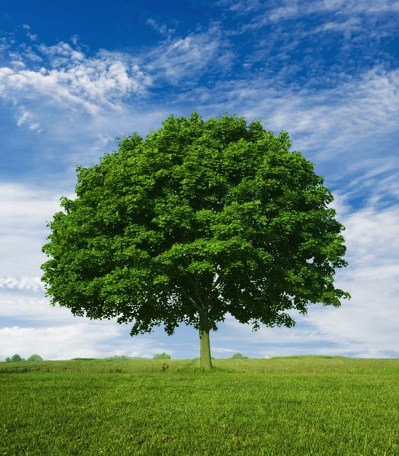 Cumplimiento Ambiental Operamos bajo normativas vigentes para un planeta más limpio.
